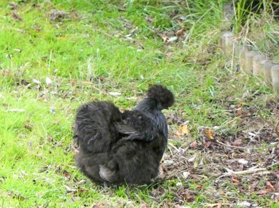 Black Silkie Chicken in Lerwick, Shetland Islands
