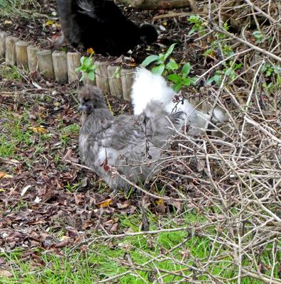 Grey and White Silkie Chickens in Lerwick