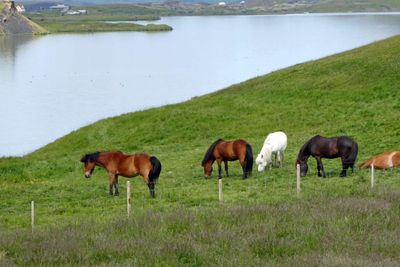 Icelandandic Horses on the shores of Lake Mývatn