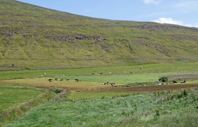 Nice size herd of cattle in Northern Iceland