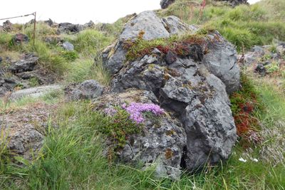 Plants growing out of rocks on Djúpalónssandur path