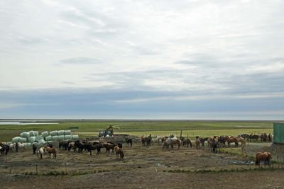 Lots of Icelandic Horses