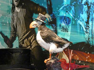 This is as close as we got to seeing a Puffin in Iceland