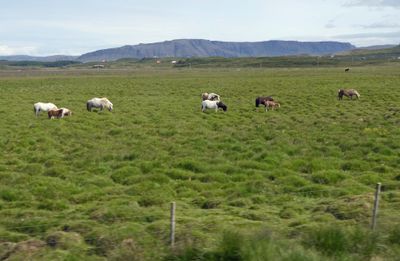 Icelandic Horses on the Snæfellsnes Peninsula in Iceland