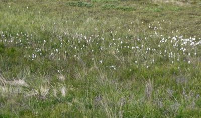 Cotton-grass in Iceland