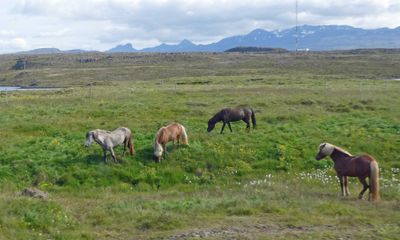 Really pretty Icelandic Horses