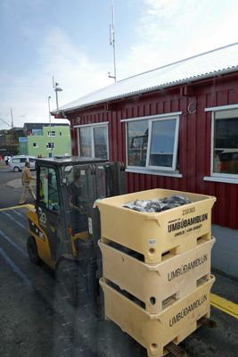 Transporting fish beside our bus in Stykkisholmur, Iceland