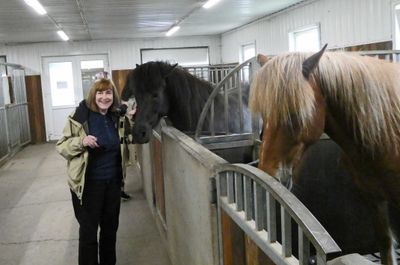 Meeting some of the Icelandic Horses at Friðheimar Horse Ranch