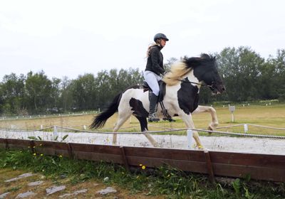 'Black splashed white' Icelandic Horse demonstates 1 of 5 gaits of Icelandic Horses