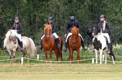 Four Icelandic Horses and riders from the Icelandic Horse Show