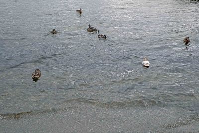 Ducks on Loch Lomond in Luss, Scotland