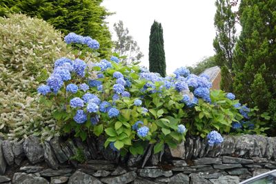 Hydrangeas in Luss, Scotland