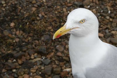 Seagull on the shore of Loch Fyne