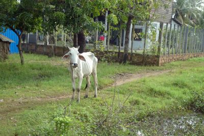 Typical livestock in Cambodia