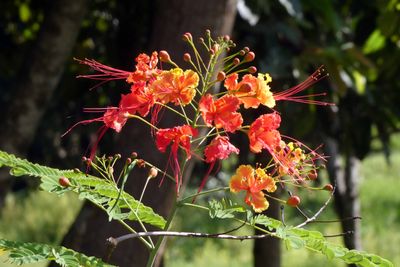 Cambodian Flower