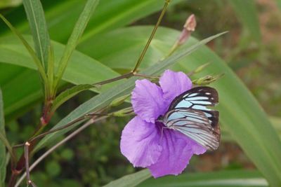 Butterfly collecting nectar in Cambodia