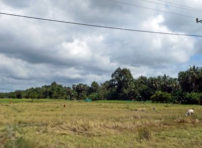 Harvesting rice in Cambodia