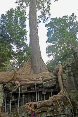 Bracing under tree at Ta Prohm for the safety of visitors