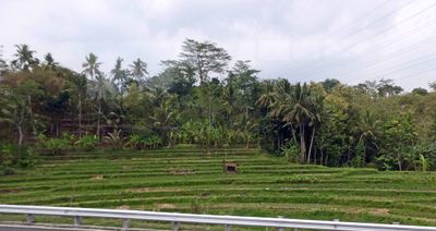 Terraced farming near Semarang, Java, Indonesia