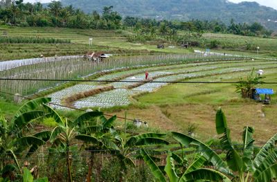 Rice farming in Central Java, Indonesia