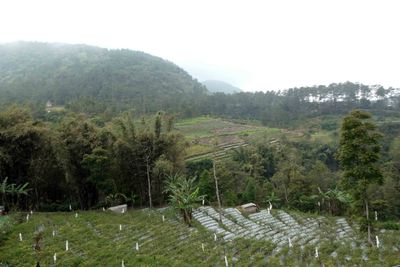Terrace farming on the trail to Gedong Songo temple complex