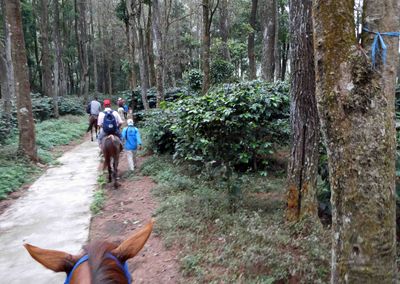Riding through coffee fields on the way to Gedong Songo (temples)