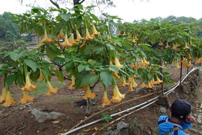 Yellow Angel Trumpets along the trail down from Gedong Songo