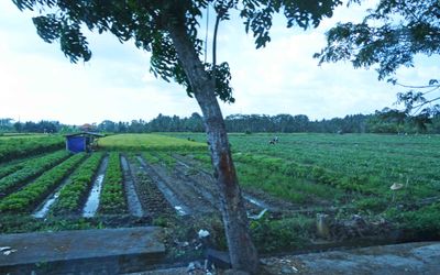 Agriculture in Bali