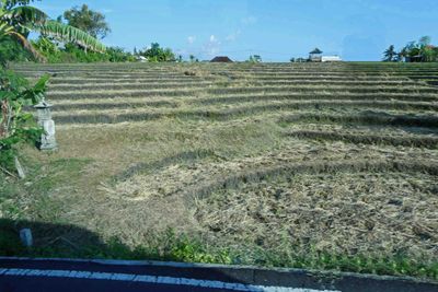 Passing rice terrace after harvest in Bali