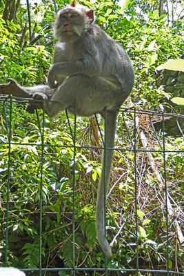Monkey Forest Sanctuary is home to about 1100 long-tailed macaque monkeys
