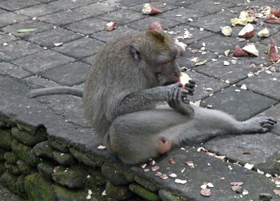 Long-tailed macaque monkey eating with both hands and one foot