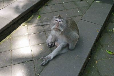 The monkeys in the Monkey Forest Sanctuary live in 7 groups at various locations