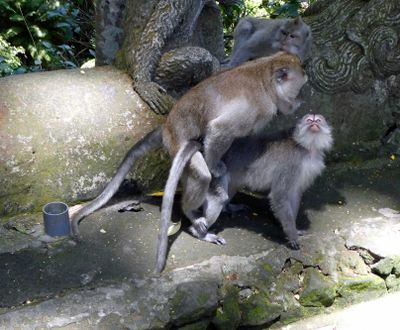 Monkeys will be monkeys at the Monkey Forest Sanctuary in Ubud