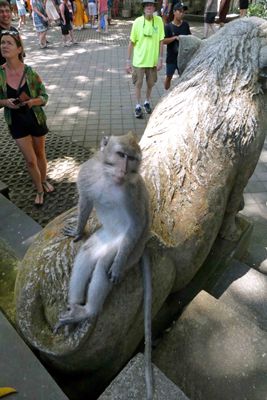 Monkey posing for photo at the Monkey Forest Sanctuary in Ubud