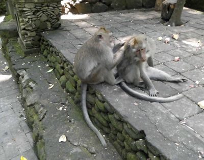 Monkeys grooming in the Monkey Forest Sanctuary in Ubud