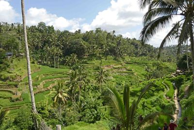 Tegalalang uses Bali’s ancient Subak irrigation system, with rice paddies arranged in descending layers