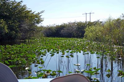 Lily Pond in the Everglades