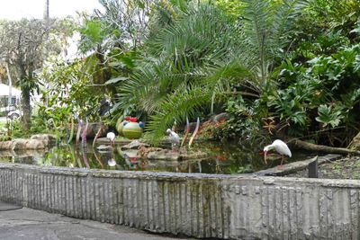 Ibis in Flamingo Gardens, Fort Lauderdale