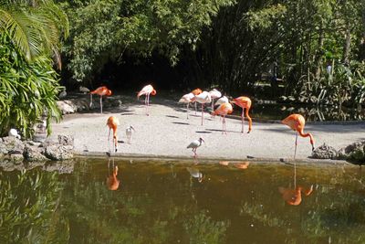 Watching Flamingos while having lunch at Flamingo Gardens, Fort Lauderdale