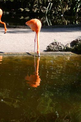 Flamingo Gardens, Fort Lauderdale