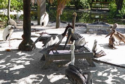 Pelicans and Wood Storks