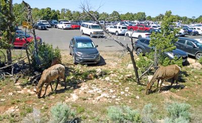 Elk in the parking lot at Grand Canyon