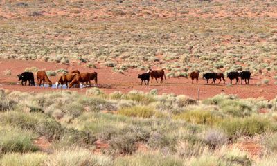 Cattle coming to water on the Navajo Reservation