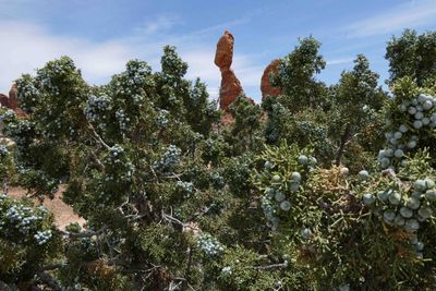 Balanced Rock in Arches National Park viewed through a Juniper plant