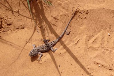 Lizard on Double Arch Trail in Arches National Park