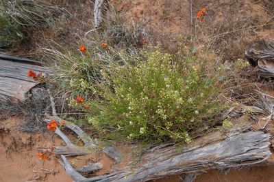 Desert Flowers on Double Arch Trail