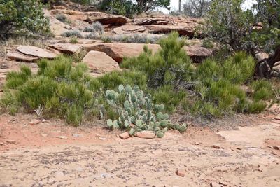 Desert vegetation along Canyon Rim Trail