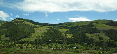 Patchwork of pine trees and aspen trees in White National Forest
