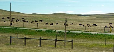 Herd of buffalo in Pawnee National Grassland near the CO/WY border