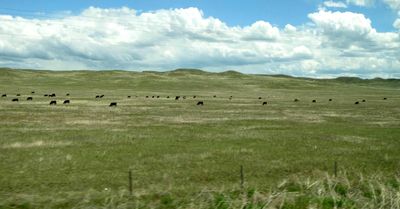 Lots of cattle on the plains of Wyoming